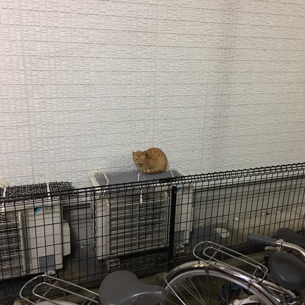猫除けのトゲトゲの上でくつろぐ猫ちゃんが話題に トゲを乗り越えてでも暖まる猫に 一枚上 との声 Togetter 猫除けのトゲトゲの上でくつろぐ猫ちゃんが話題に トゲを乗り越えてでも暖まる猫に 一枚上 との声 Togetter