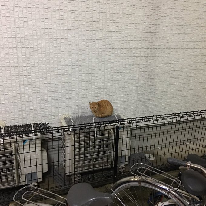 猫よけマット トゲトゲシート で野良猫対策 効果的な設置法も解説 野良猫撃退 Com
