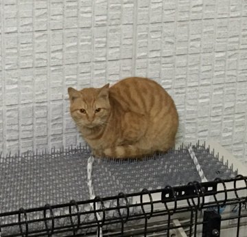 ねこ避けで置いたトゲトゲの上でくつろぐ猫に反響 15年12月22日掲載 ライブドアニュース