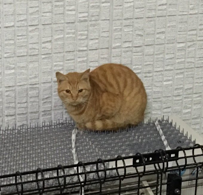 猫よけマット トゲトゲシート で野良猫対策 効果的な設置法も解説 野良猫撃退 Com