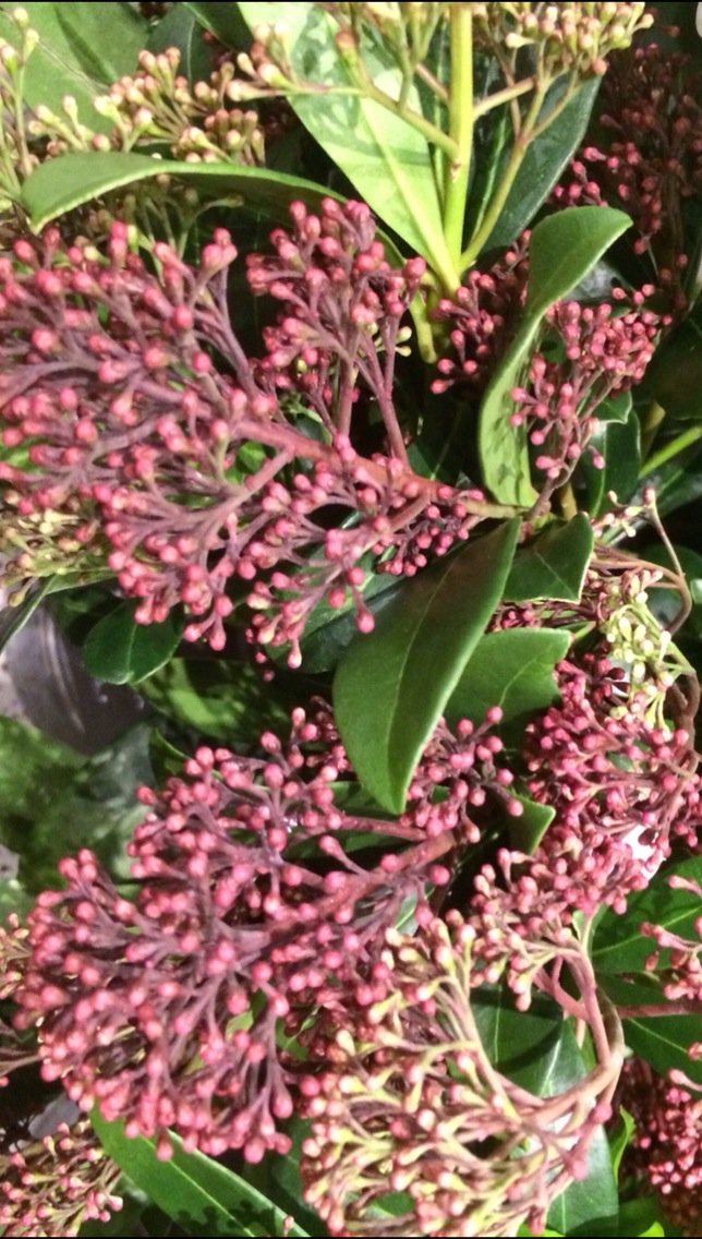 花音hanaoto ルビネッタ スキミア クリスマスにもピッタリなミカン科の花材 花色も多彩なので イメージが膨らみます 花言葉は 寛大 Generosity T Co 4wusp7zblp Twitter