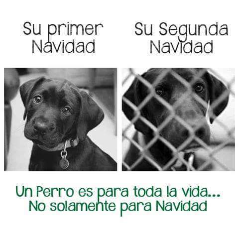 Piensa que no es un juguete, ES un miembro más de tu familia.#perrosdelaCalle #noabandones  #AdoptaNoCompres