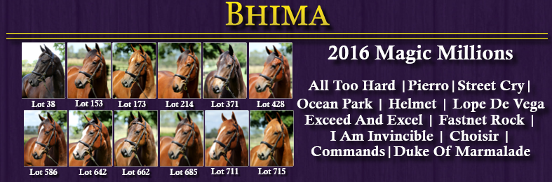 BhimaTBreds's tweet photo. Our 2016 @mmsnippets yearling draft is now online with images, take a look at https://t.co/ooy86gK5ep https://t.co/3m61ZAwkau