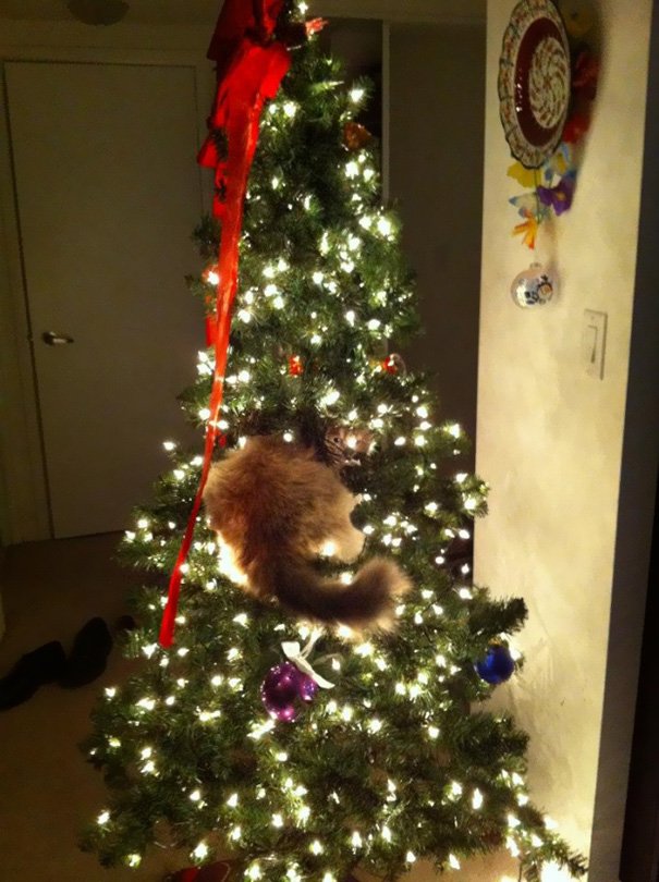 wellbelove's tweet photo. Cats helping decorate #Christmas trees https://t.co/0dS2rqwFP5 https://t.co/Lf7orVeWNt