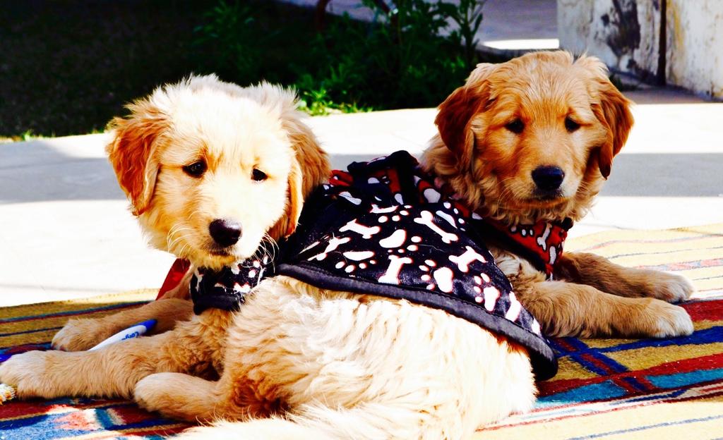 Payaljaindesign's tweet photo. Love is a four-legged word ๐พ
#joy #unconditionallove #leoandlaila #twins #heartbeets #payaljain #family #love #dogs https://t.co/039plUViBC