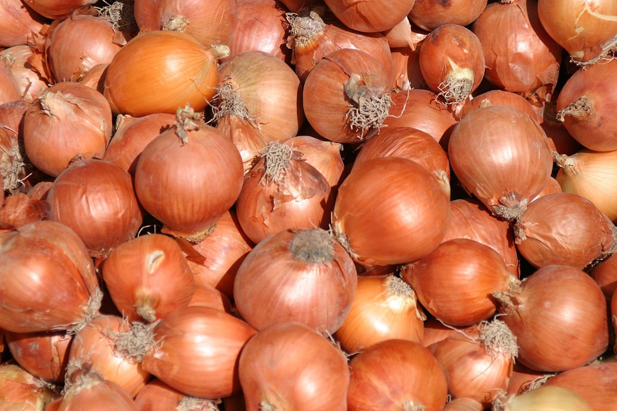 Zwiebel-Erzeugerpreise stabil, Karottenmarkt ausgeglichen #erzeugerpreise
freshplaza.de/artikel/3121/Z…