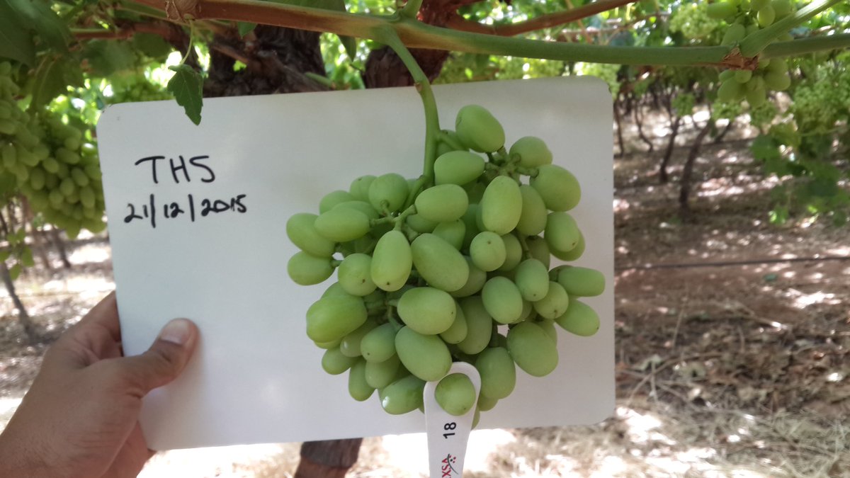 naWerner's tweet photo. Looks like it's going to be a good #THS season out of the #HexValley with 5 weeks to go till pack. #QualityGrapes https://t.co/lkr4pyF9gA