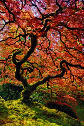 edcooley's tweet image. "Tree of Fire" for #clientdesign, it's hard to believe these colors can be found in nature ow.ly/W61h0