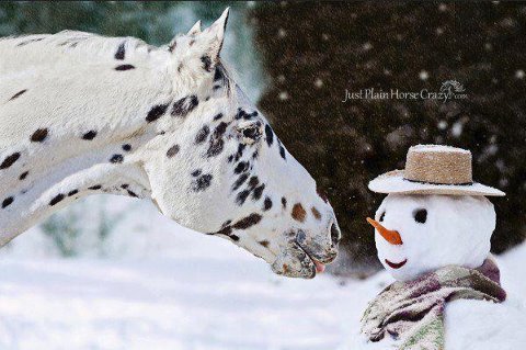 HorsePonyGuide's tweet image. #Horse &amp;amp; #Snowman ! #horses #pony #equestrian #equine #horsehour #equinehour #Christmas :D amazon.co.uk/Horse-Pony-Gui…