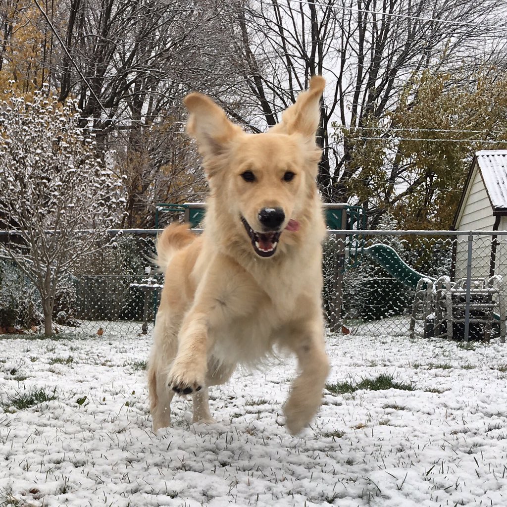 Solosoft's tweet image. It's been awhile since I last twat, dog tax included