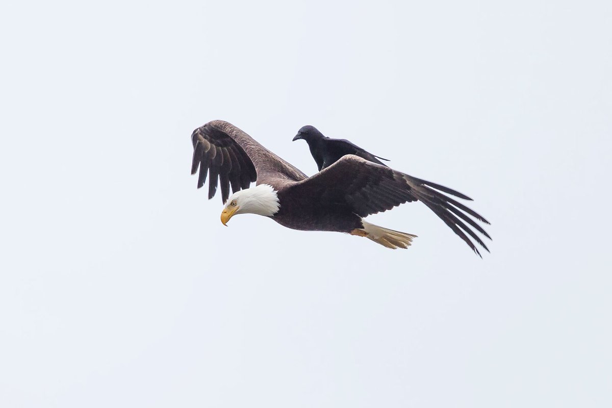 EcoNotes1's tweet photo. What could be cooler than animals riding other animals? #biodiversity #nature https://t.co/QSLmyzw8Gh https://t.co/qw0fU3L1oA
