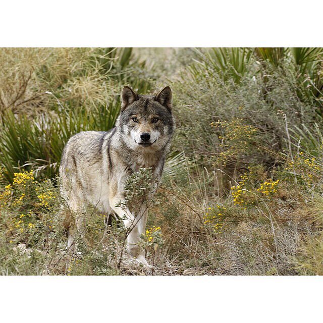 #beautifulwolf #wolflover4ever #lovewolves #stopwolfhunting #saveourwolves #standforwolves #nature #lovely #canislup