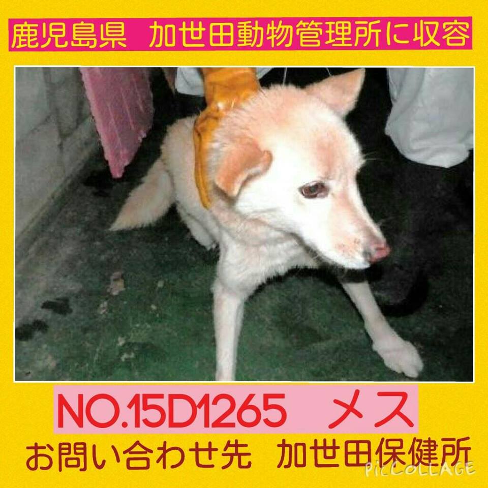 doubutukyushutu's tweet photo. 拡散RT @FoxTwoThree 鹿児島　＃Ｓｔｏｐ殺処分
＃里親急募
3頭 ≪加世田・鹿屋保健所管轄》★保護期限12/27(日) https://t.co/qejgdSCXvV https://t.co/3FvVTHpP1y
