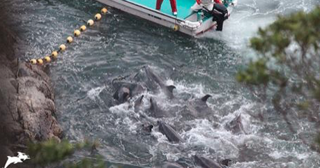 Dolphin_Project's tweet photo. FAQ's on Taiji's brutal dolphin drives. Please read &amp; share
https://t.co/IrE0wkfajh
#DolphinProject #Tweet4Dolphins https://t.co/IIig5AYwjl