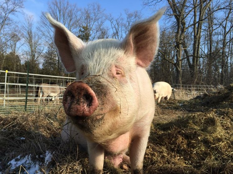 EstherThePig's tweet image. One year ago today our first residents moved to our sanctuary. It has been an amazing year. happilyeveresther.ca