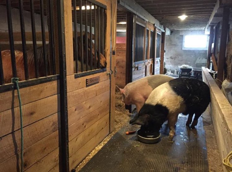 EstherThePig's tweet image. One year ago today our first residents moved to our sanctuary. It has been an amazing year. happilyeveresther.ca