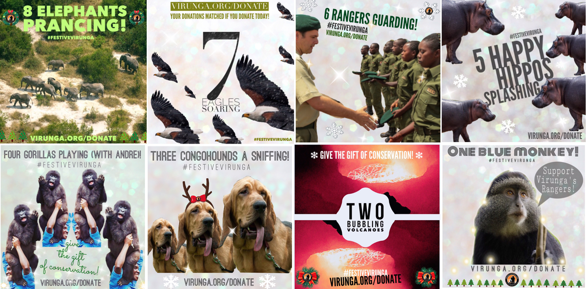 gorillacd's tweet photo. Let's recap our #FestiveVirunga fun! Thanks for celebrating w/ us! All donations tripled now https://t.co/nesAsQHCB5 https://t.co/UaKzEgm3ur