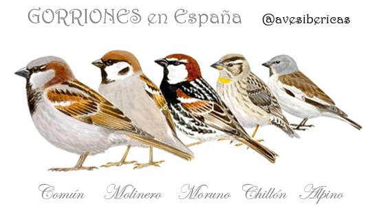 carloshernaez's tweet photo. ¿Sabías que hay varias especies de gorrión? Distínguelas aqui: https://t.co/gmTFVSyGPx #AvedelAño 2016 https://t.co/tLogpFSkBP