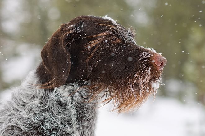 quail4ever's tweet photo. Cold weather care for bird dogs https://t.co/CzweizfRyl via @ProPlan w/ @pheasants4ever https://t.co/DvV4LW5trf