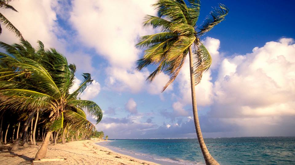 SunKuWriter's tweet photo. “Palm Beach at Punta Cana, Dominican Republic, Caribbean
#SunKuWriter
Free Books
https://t.co/4uTXmxXO2T https://t.co/aeM1WkOQyl