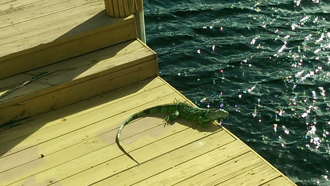 I shared the view from my dock with a couple friends this morning https://t.co/R4bz0kX6DD<a href="/tag/femdom"class="tags"><span>#femdom</span></a>