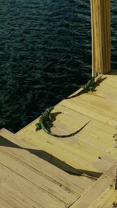 I shared the view from my dock with a couple friends this morning https://t.co/R4bz0kX6DD<a href="/tag/femdom"class="tags"><span>#femdom</span></a>