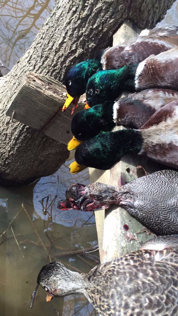 WesBottom's tweet image. Just a few hunts recently. #WesBottom