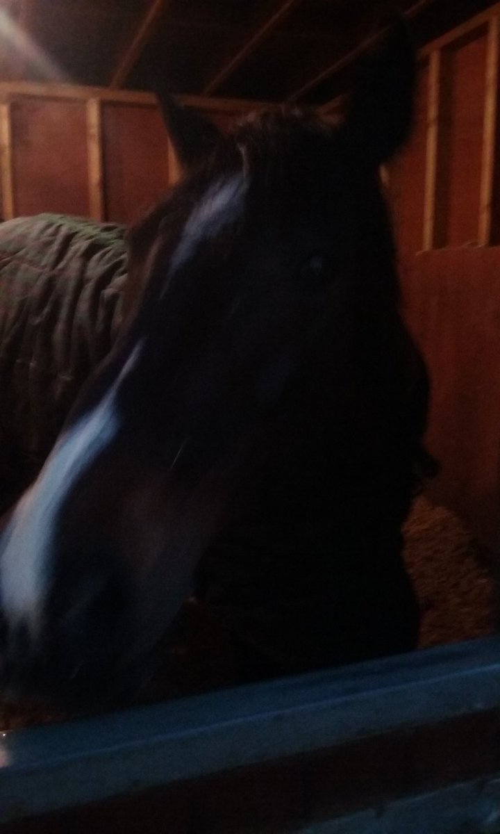 HillsNatalie's tweet photo. My little girls horse called Frankie https://t.co/2F1GCiJj1P