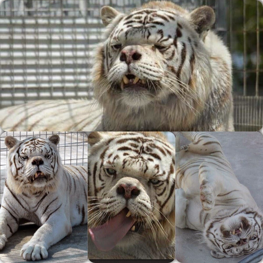 Tiger With Down Syndrome