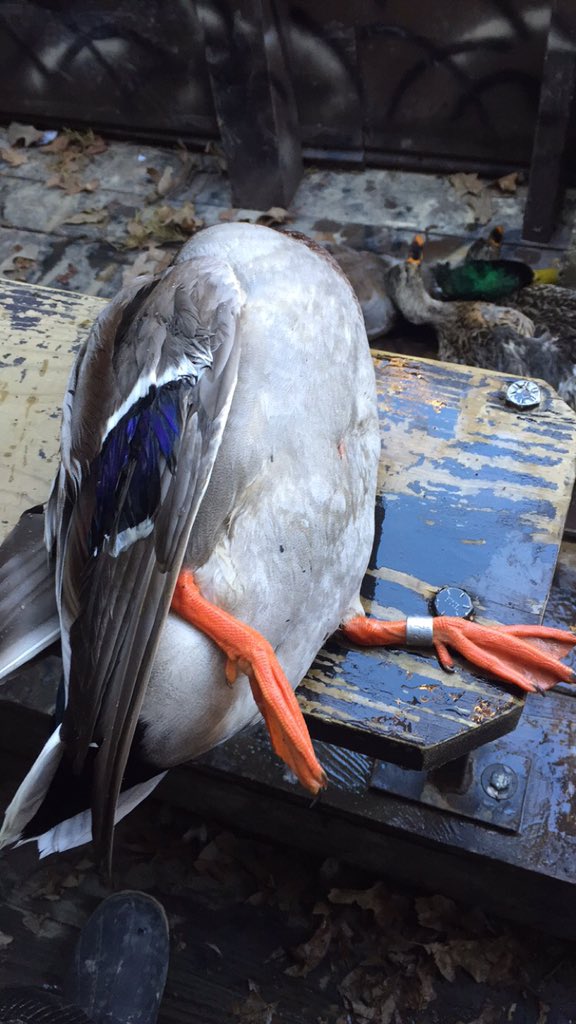 WesBottom's tweet image. Just a few more hunts here recently. @drakewaterfowl your products make it that much better, thank you. #WesBottom