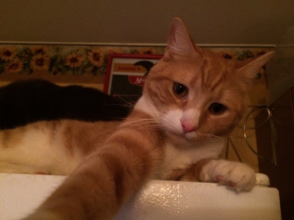 Solid_Thai's tweet photo. Selfie? https://t.co/sMWGykXmHC