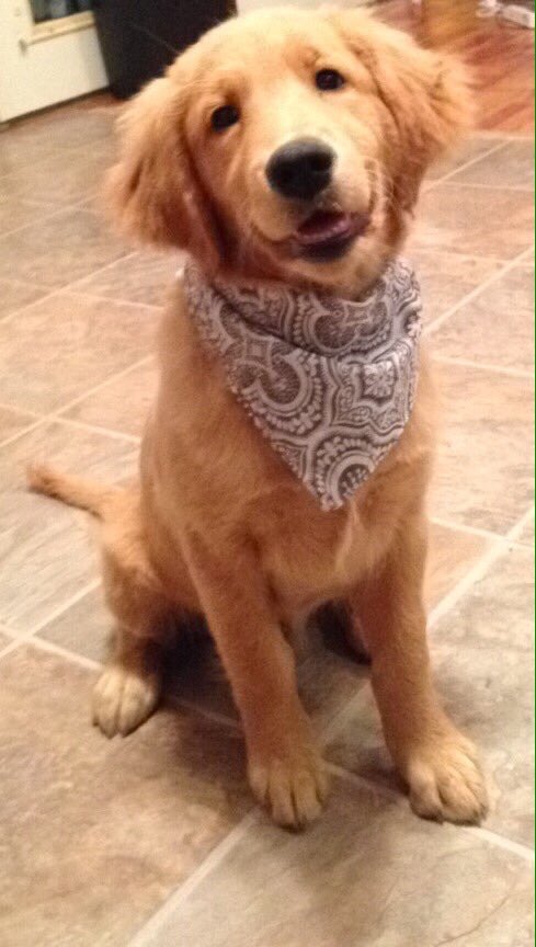 GoldenDogs_'s tweet image. #GoldenRetriever #GoldenDogs