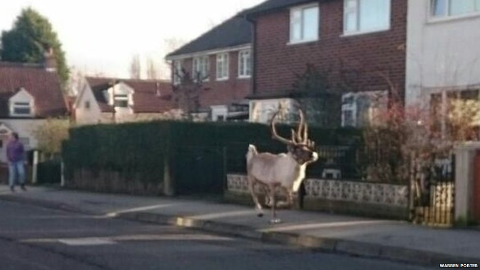 BBCNews's tweet photo. Meet Bjorn, the runaway reindeer 

#ChristmasWeek

https://t.co/9oGwyoApoN https://t.co/MqKt3CWroH
