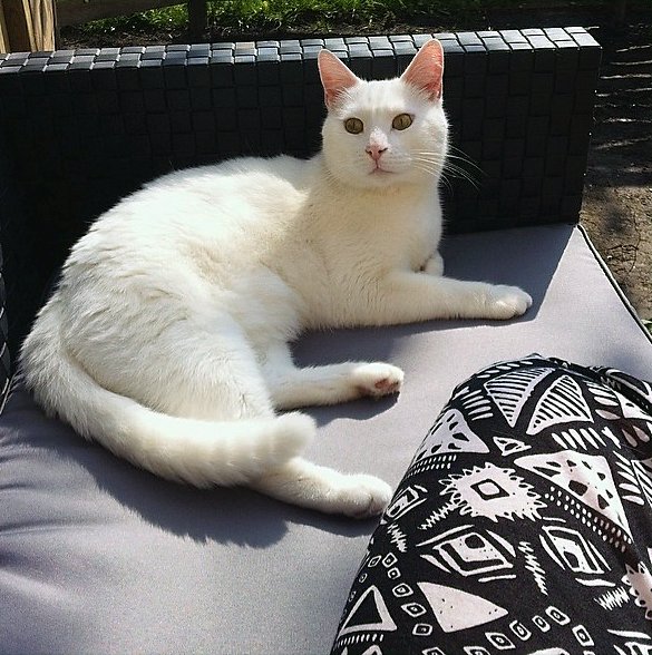 #vermist #kat Dyago in #Harlingen (FR) sinds 20-12-2015. Helpmijvinden.nl: bit.ly/1YrM5mV