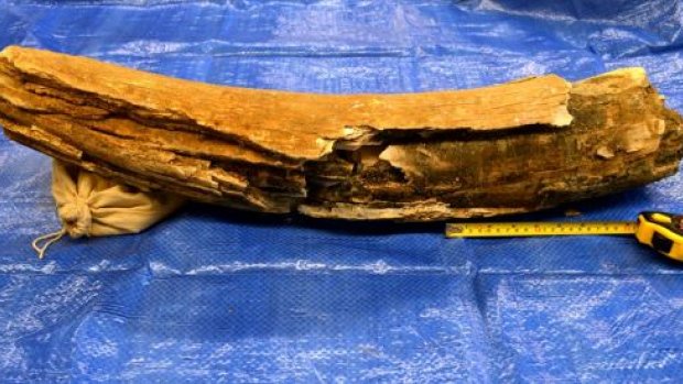 CBCSaskatoon's tweet image. Woolly mammoth tusk found in gravel pit near Saskatoon cbc.ca/1.3374849 #yxe #sask