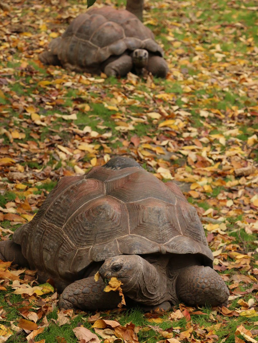 DallasZoo's tweet image. Slow down! Seriously, you've got to take advantage of this 70-degree weather AND our $5 admission special.