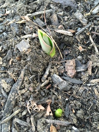 PaulGrondahl's tweet image. #FalseSpring. Tulip bulbs fooled. It was only a matter of time. Discombobulated growing season.