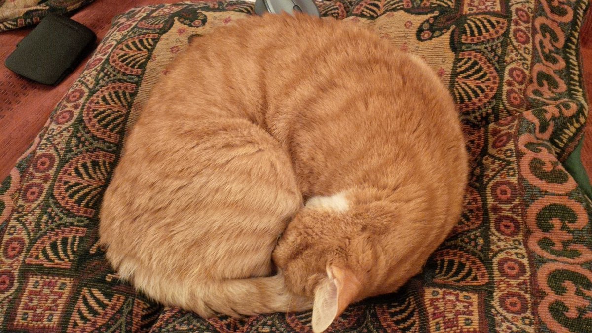 aljames299's tweet photo. Tired out after a day sleeping, Fred settles down for a sleep! https://t.co/X4JjsGE3XQ