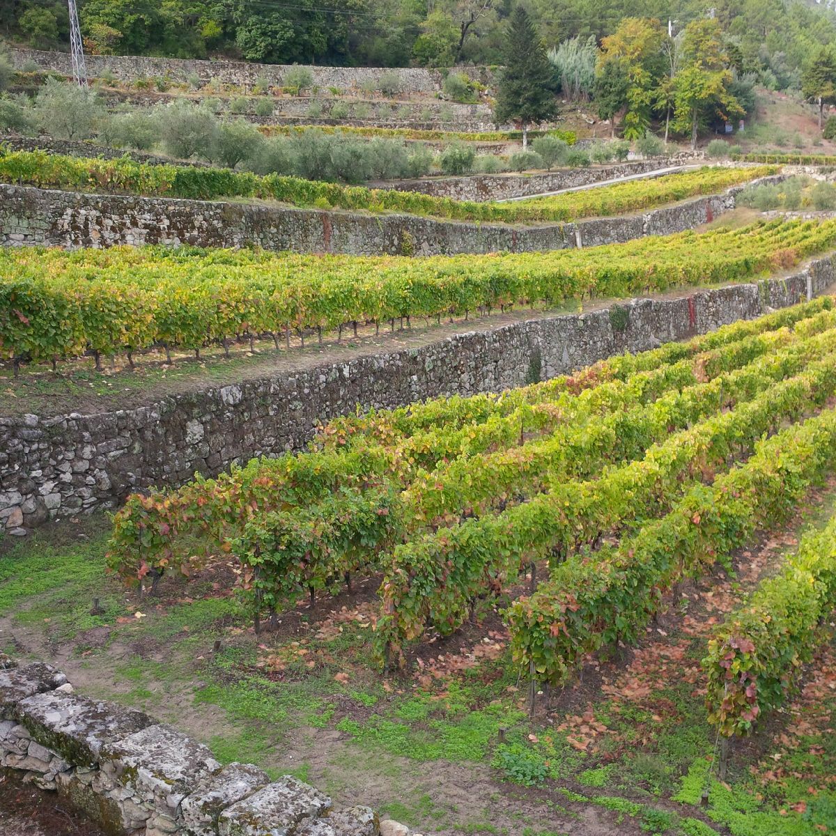 BobDesautels's tweet photo. Visit my blog to see my most recentl article "One Week in the Duoro Valley" https://t.co/n4bWs7mHIl https://t.co/mmuKXsOCzm