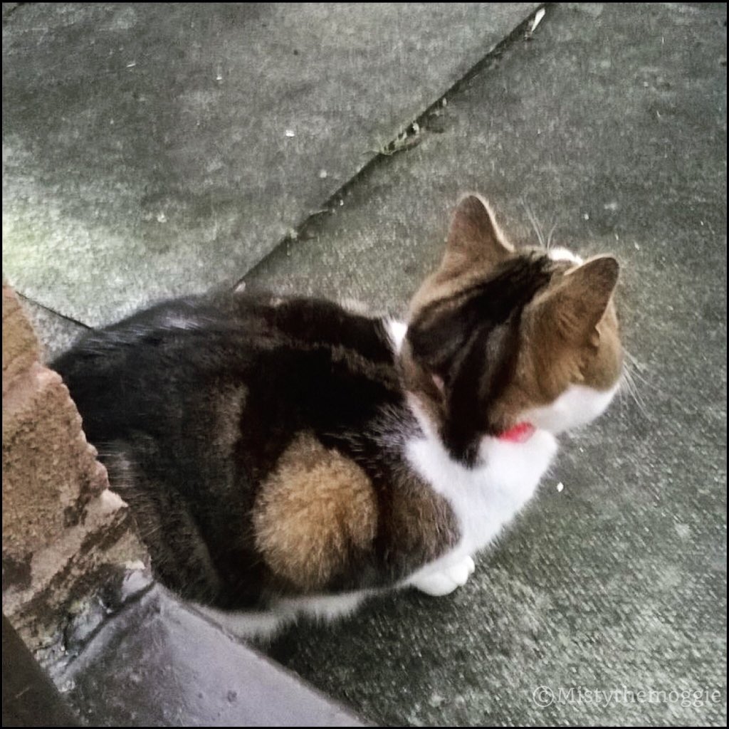 mistythemoggie's tweet photo. Too cold! #cat #kittyloafmonday #animals #anipals #SantaPaws #cats #petlover #catshatemonday #MondayMornings #meow https://t.co/o0ej00gnsR