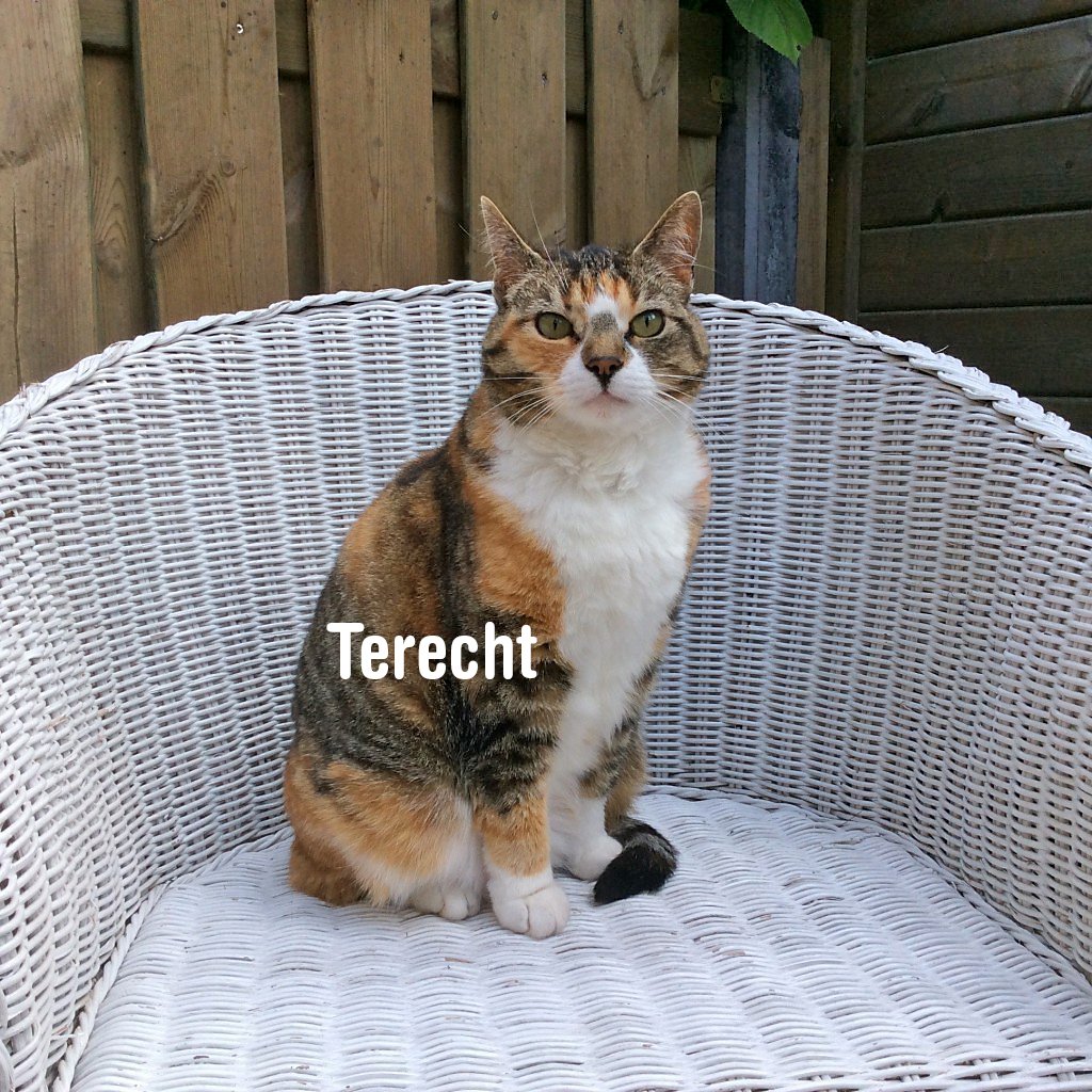 #kat Snoozy uit #Spijkenisse is #gevonden! Uw #huisdier #vermist? Plaats een #zoekvraag op helpmijvinden.nl