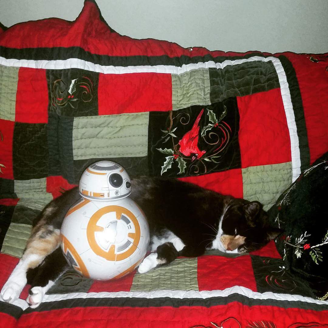 roseschaer's tweet photo. #bb8 #BB8Awakens #droidcat #TheForceAwakens #bestbuds #Besties #Chewbacca #cats #bestfriends #StarWars #R2D2 https://t.co/HJcvAvo6PR
