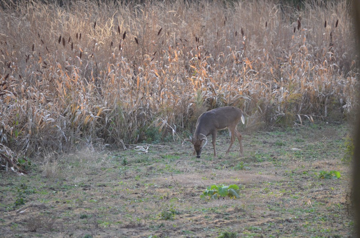 deerassociation's tweet photo. Whitetails' food preferences change throughout the year in response to their changing nutritional requirements. https://t.co/6FpsYrPIxg