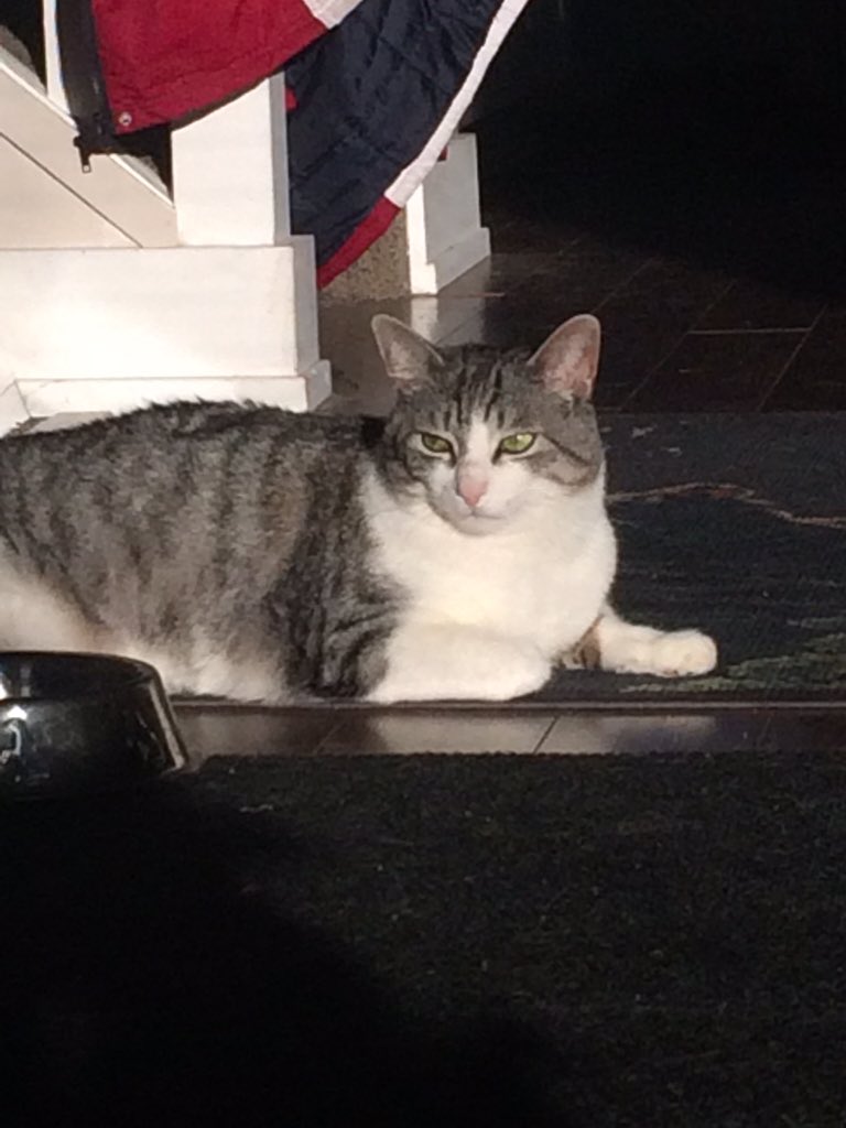 RebeccaEby's tweet image. This asshole is high on cat nip and also destroyed our Christmas tree last night #Gettingcoal