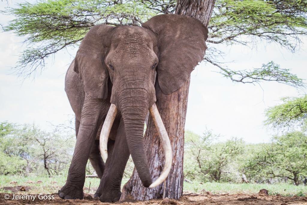 H2Elephant tweet media