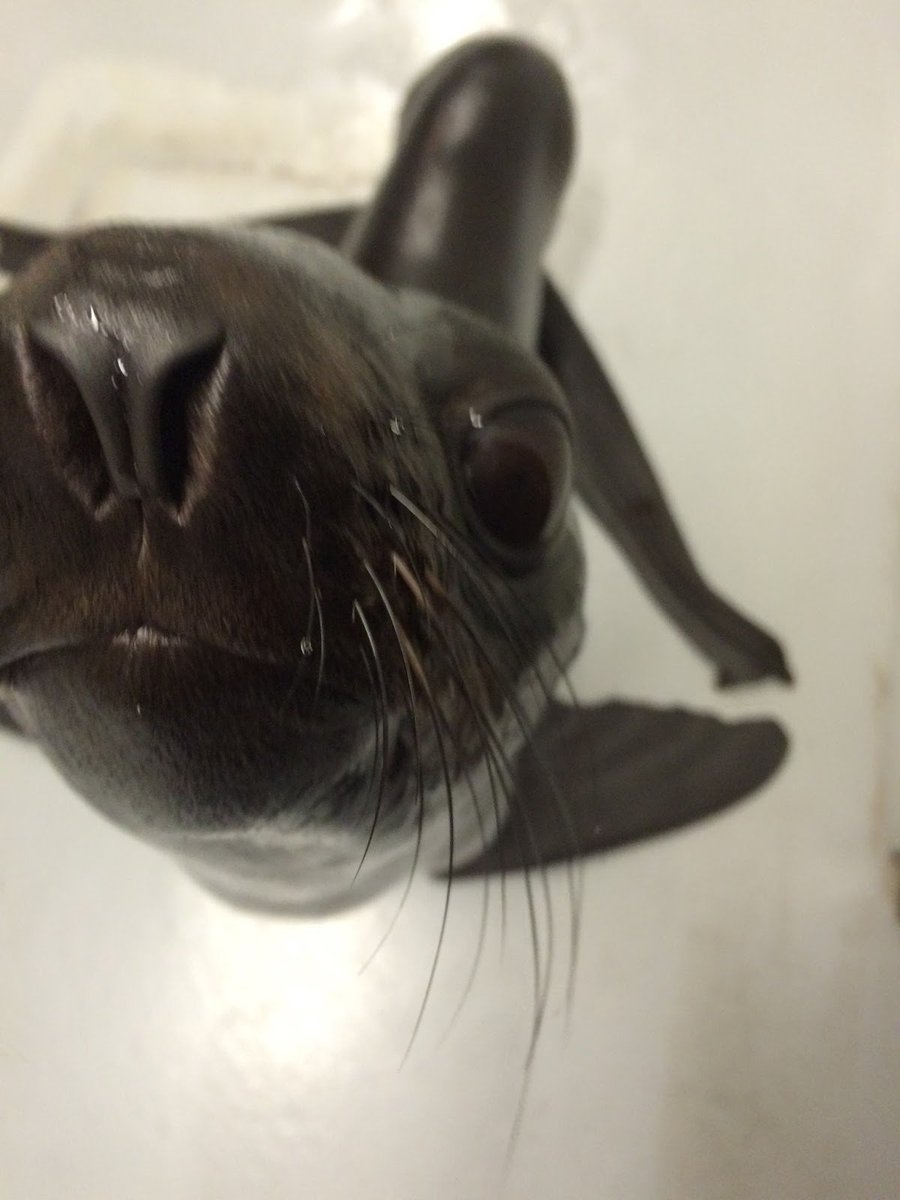 NEAQ's tweet image. And you think your kids won't sit still for a photo? trainers.neaq.org/2015/12/pictur… #seals #photos #toofrisky