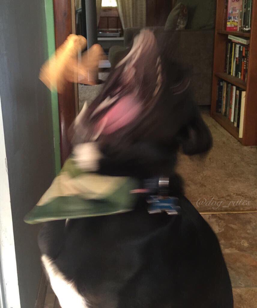 dog_rates's tweet photo. This is Chompsky. He lives up to his name. 11/10 https://t.co/Xl37lQEWd0
