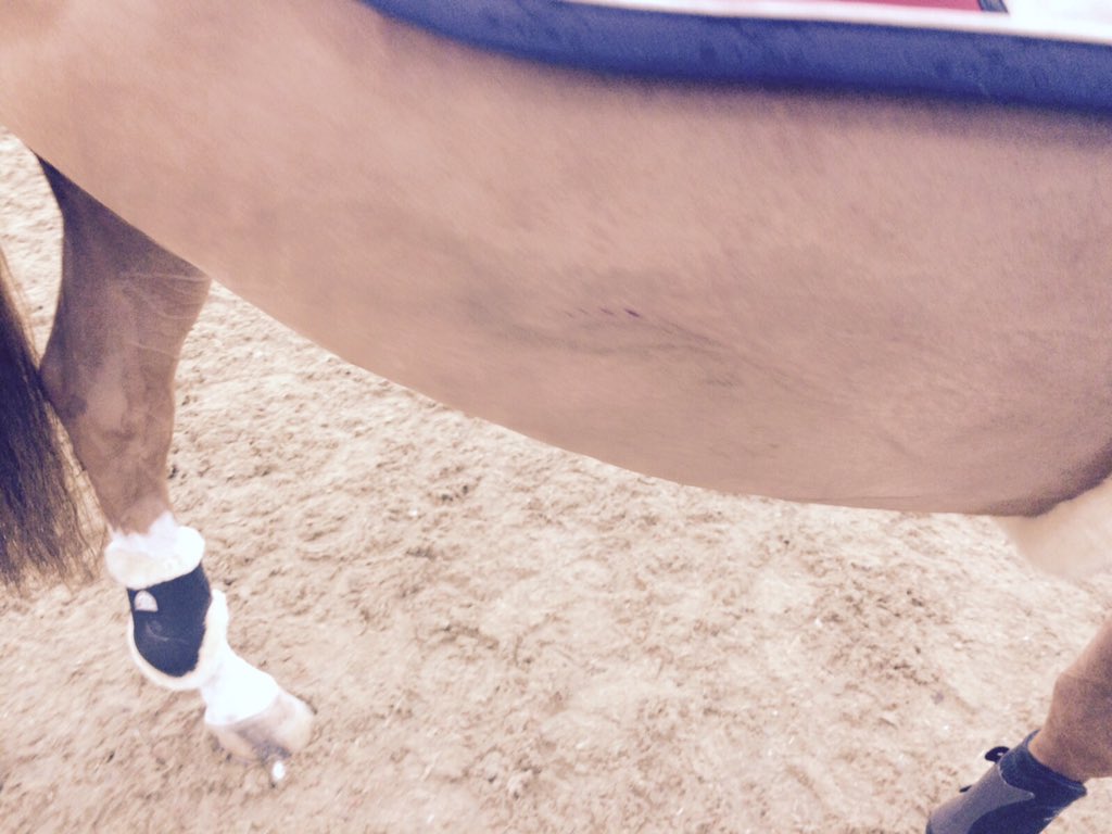 casssporthorses's tweet photo. Olympia should be ashamed of itself this evening. This was Bertram's horse that was eliminated. Harsh decision! https://t.co/plclIvAl01