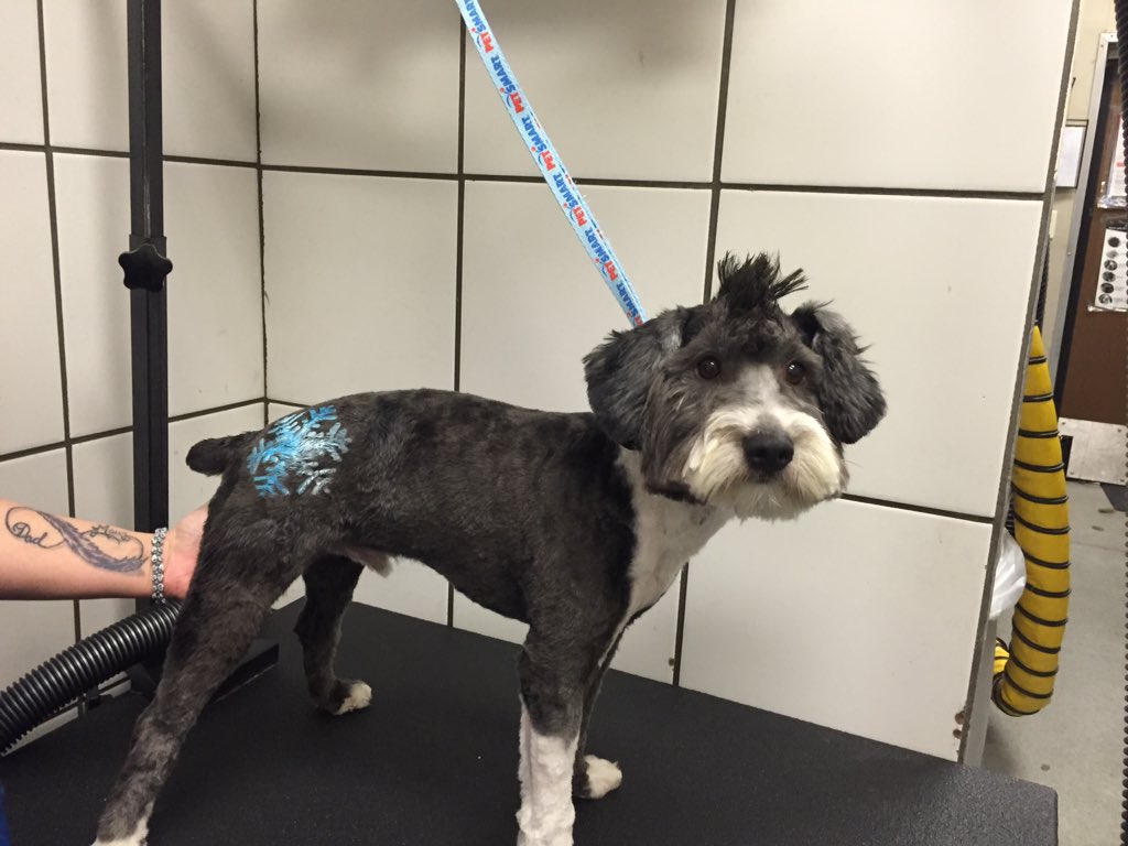 chrism_0586's tweet photo. Diesel is all ready for the winter season with his snowflake stencil! #Pawlidays #PetExpressions https://t.co/XS4t8NcAVH