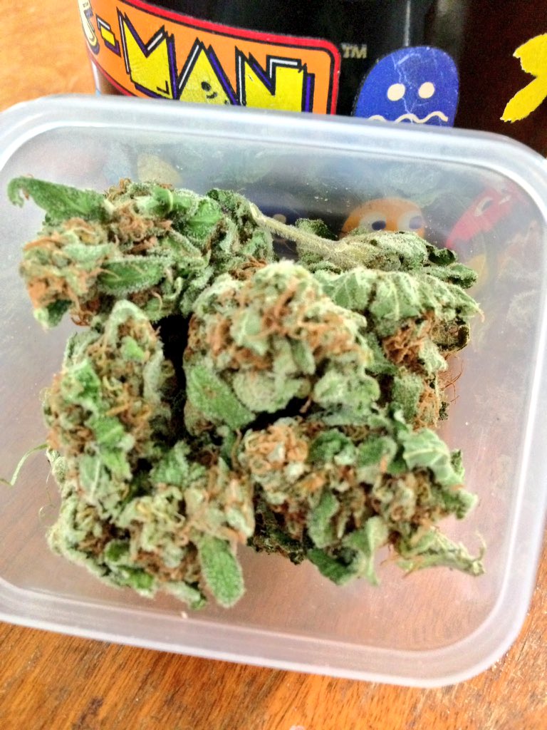 pollyxhotpocket's tweet photo. cannabis and caffeine 🍁☕️✨ #stonerfamily #teamkush #onebakedbetch https://t.co/Lw8ZYEx0MS